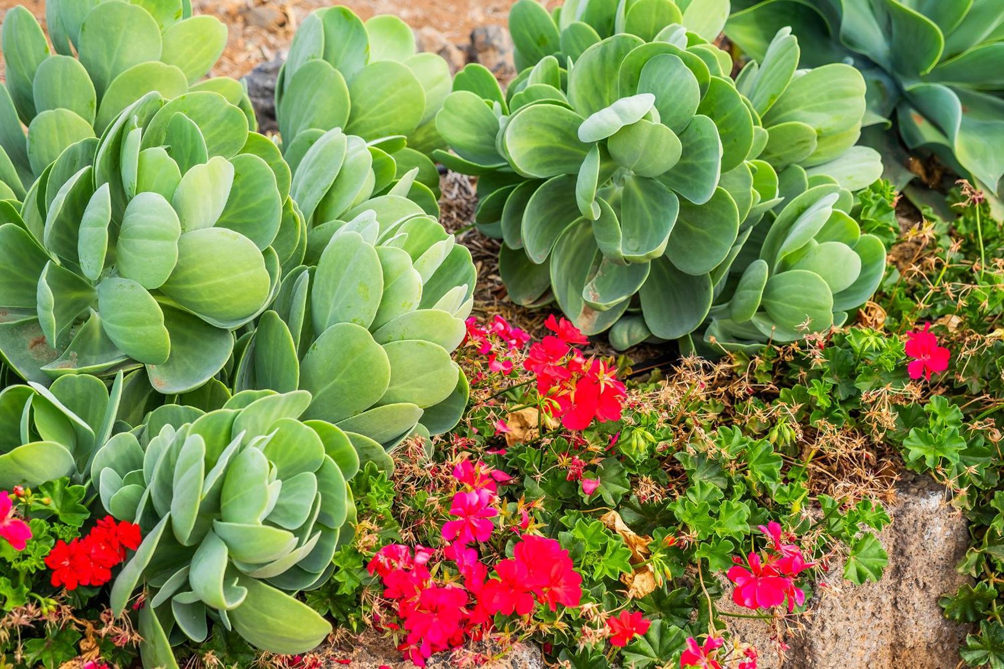 Tenerife Healing Garden Guía de Isora Εξωτερικό φωτογραφία