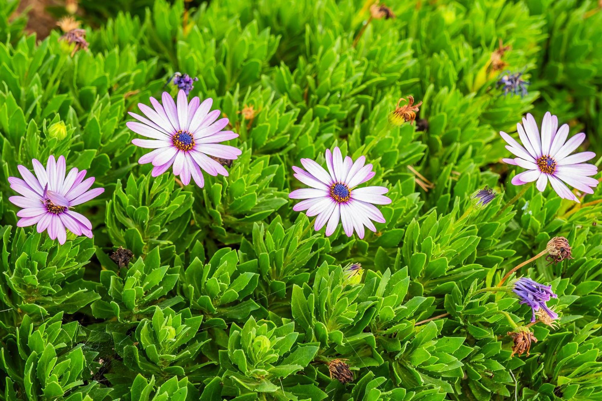 Tenerife Healing Garden Guía de Isora Εξωτερικό φωτογραφία